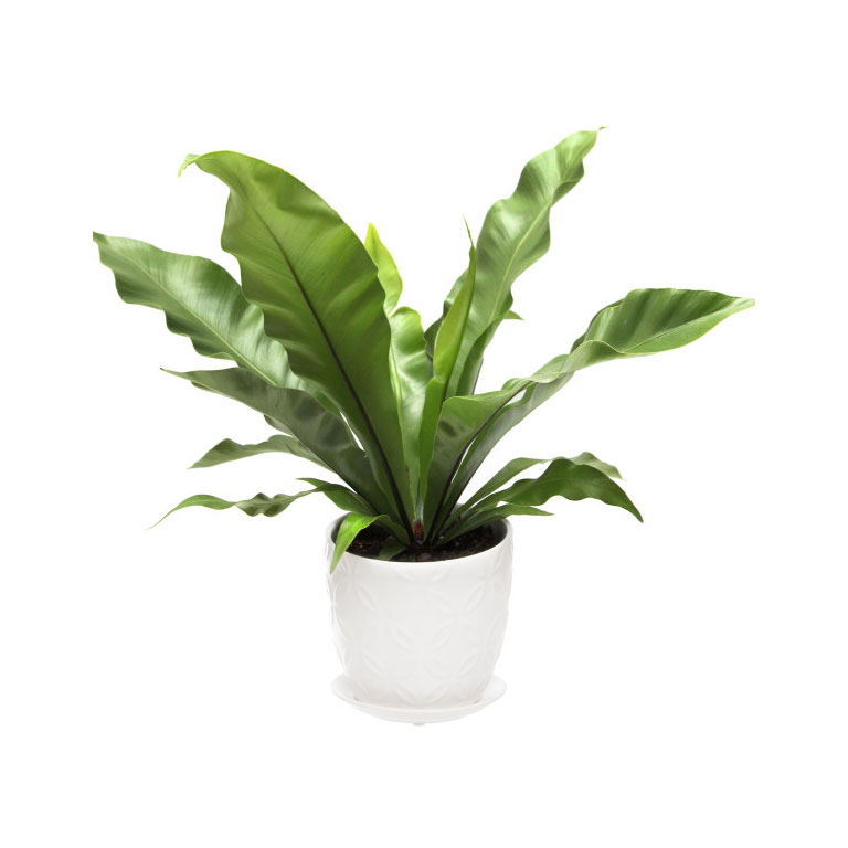Plant - Fern