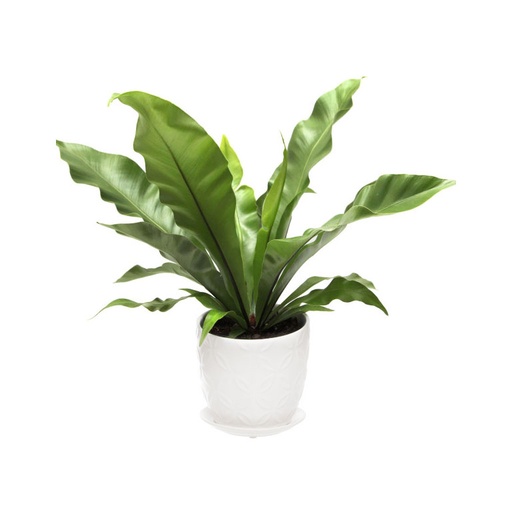 [Stock] Plant - Fern